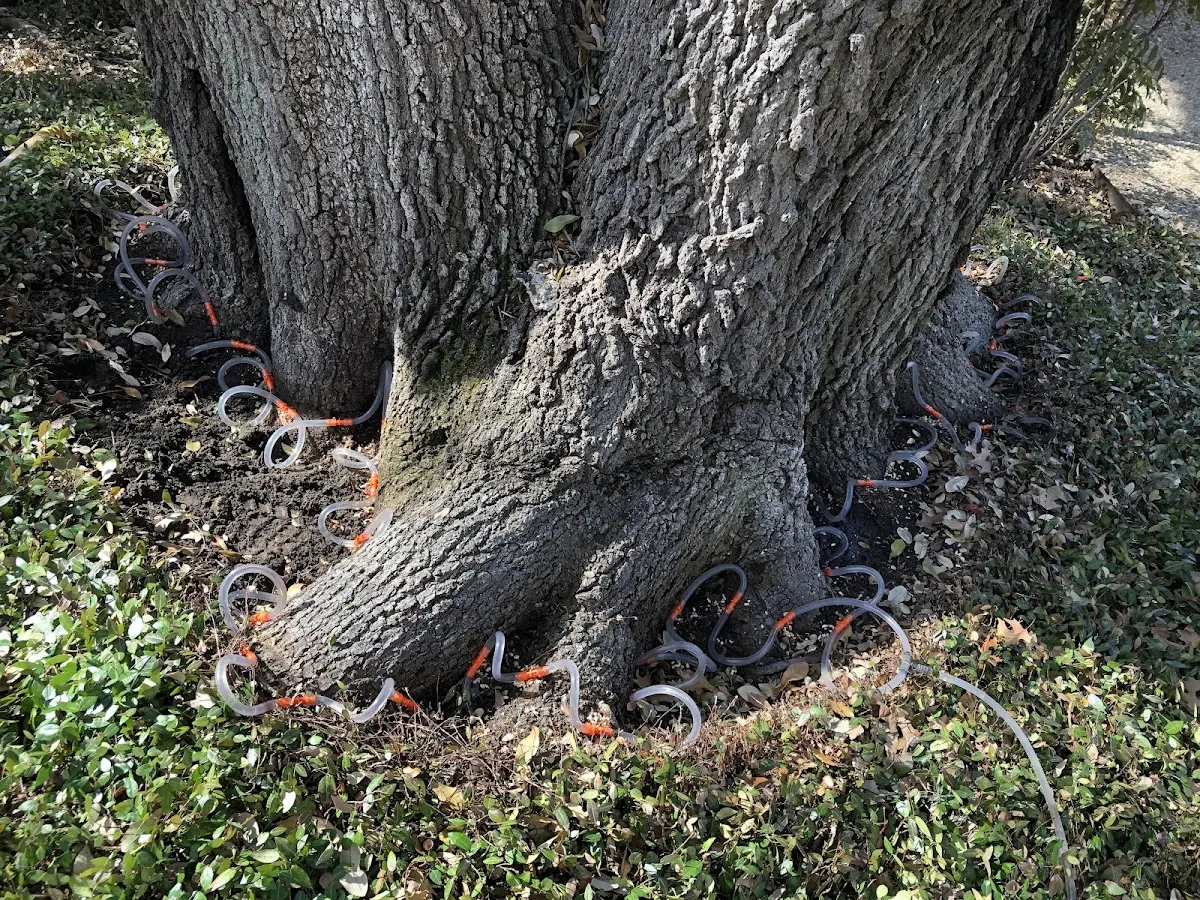 Detailed Tree Cabling and Bracing job site in Pine Grove Mills