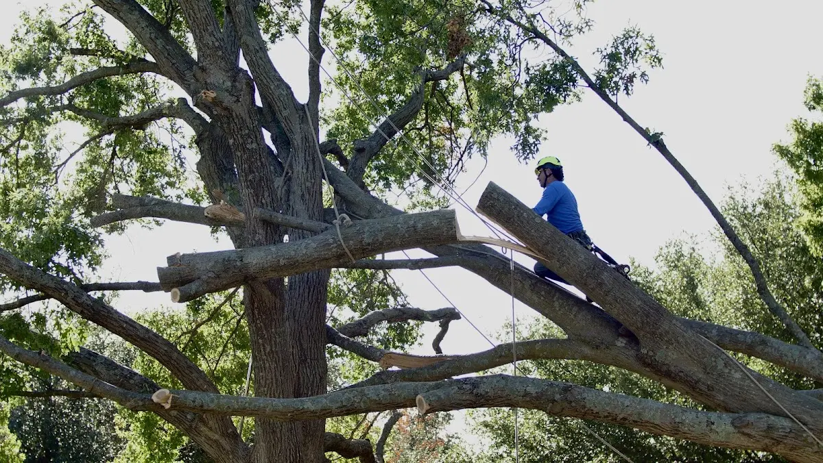 Professional Crown Thinning performed by certified arborists in Pine Grove Mills