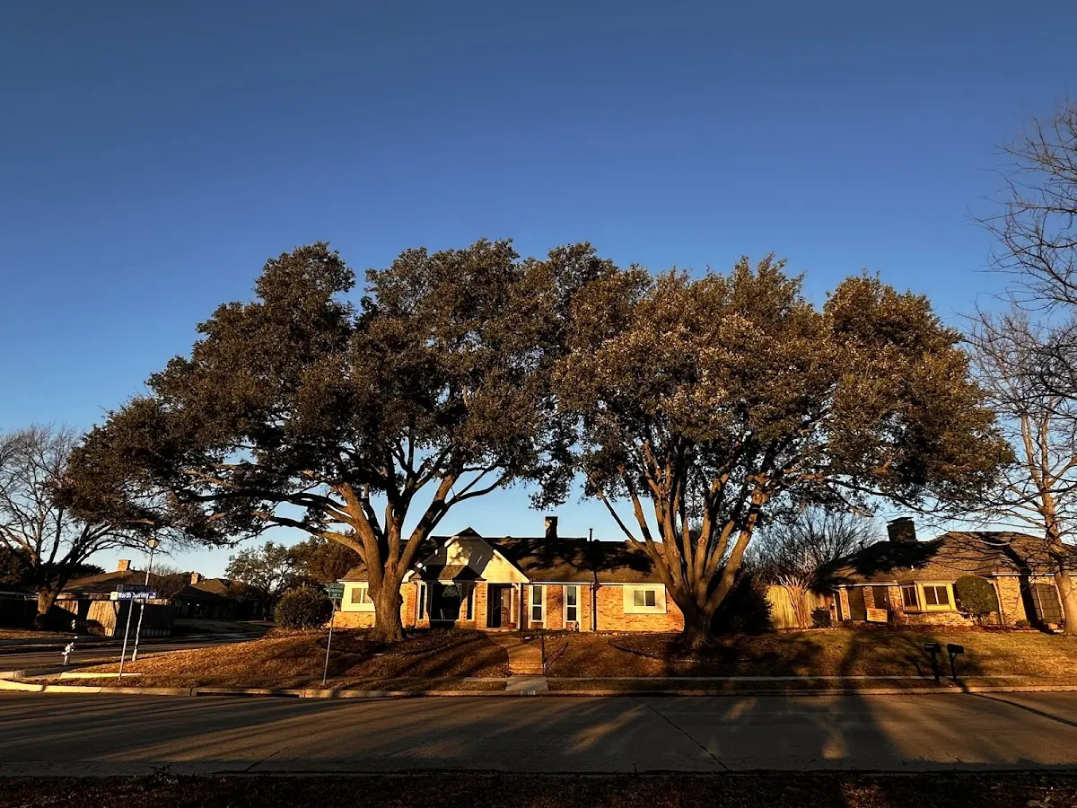 Established residential canopy tree shading a home in Pine Grove Mills